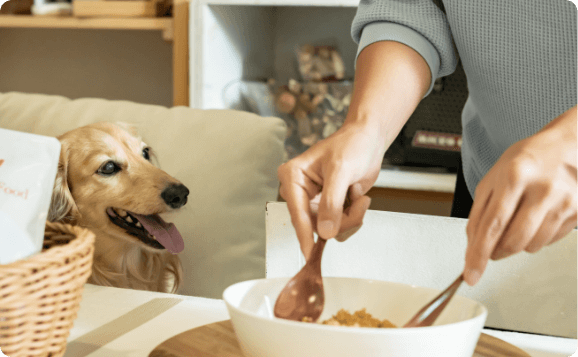 犬がご飯を食べている写真