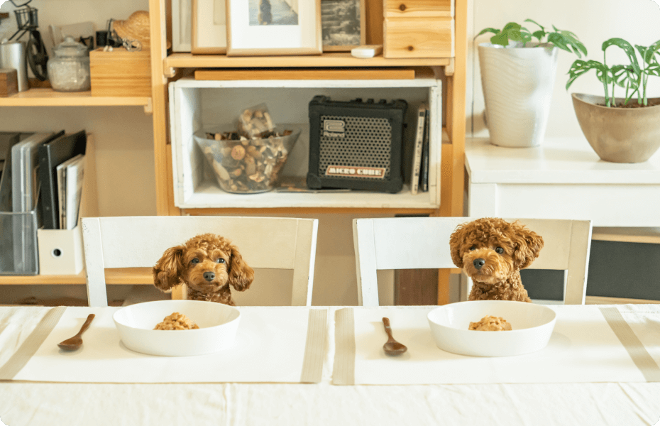 犬がご飯を待っている写真