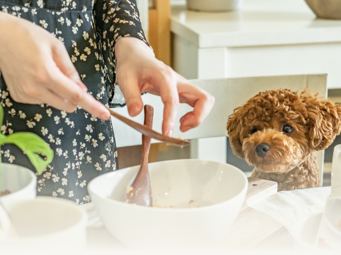 ご飯を見つめる犬の写真